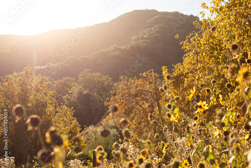 Beautiful autumn fall colors in the San Bernardino mountains of Oak Glen, California, USA.