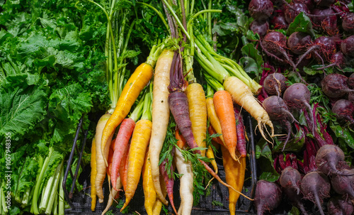 fresh colorful organic carrots in bunches in market