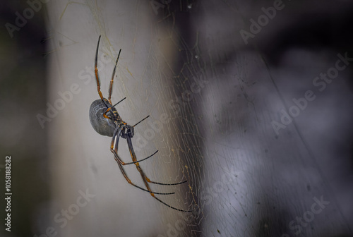 Pacific Golden Org Spider