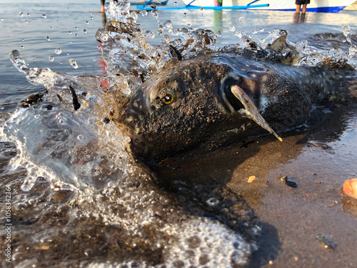 A dying pufferfish washed ashore due to the waves. Close up