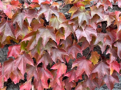 Close-up of Parthenocissus tricuspidata colorful fall leaves background. Pink, yellow, green leaves of maiden grapes on wall in fall. Boston ivy, grape ivy and Japanese ivy and woodbine. 