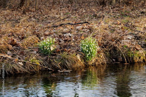 The first snowdrops bloom in February at a stream in Siebenbrunn