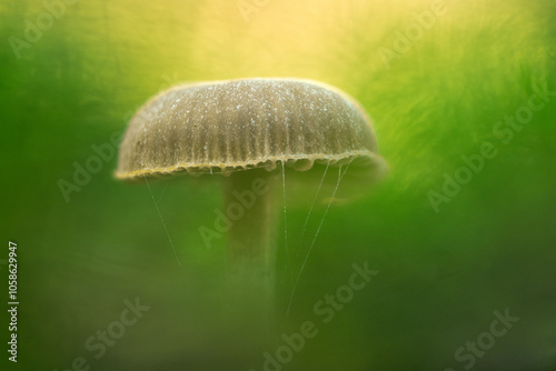 A mushroom surrounded by moss with a magically creamy bokeh