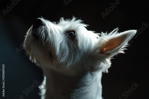 West Highland White Terrier adult dog, sleek with white coat, standing confidently, loyal and energetic expression