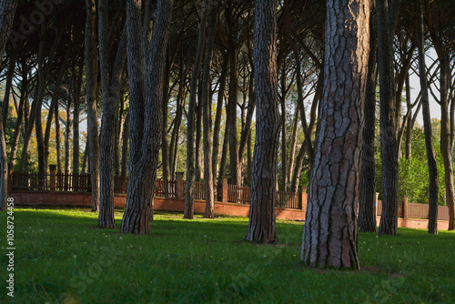 Vista del parco Pineta di Montecatini Terme durante una bella e serena giornata autunnale con cielo azzurro e senza nuvole sull'orizzonte.