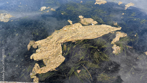 Adriatic sea in bloom-natural phenomena 