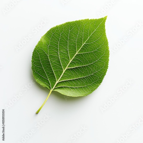 Vibrant Green Leaf against Pristine White Background