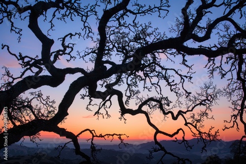 Silhouettes Branches. Tree Branches in Sunset Sky at Henry W. Coe State Park, California