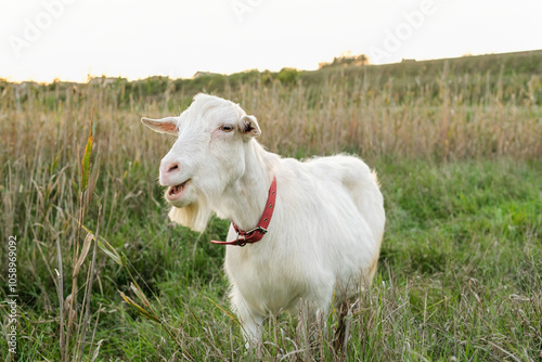 A white goat grazes contentedly in a grassy field, basking in the warm sunlight of an autumn afternoon, showcasing a calm and lively demeanor.