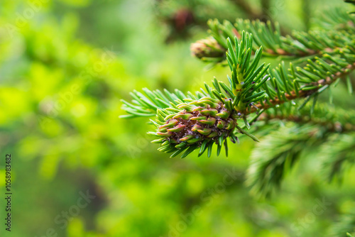 Close-up of a young spruce branch infected with galls of Adelgidae on a blurred green background. Adelgidae are microscopic aphids that live on coniferous trees. Selective focus, copy space