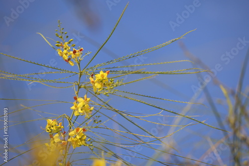 flowers of Parkinsonia aculeata on blue sky