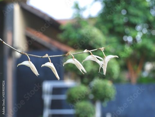 Dendrobium crumenatum flowers are white