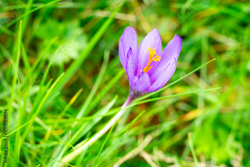 Close-up of a purple crocus serotinus flower (Crocus serotinus Salisb) with yellow stamens surrounded by green grass