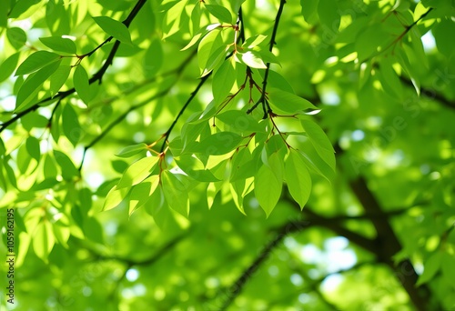 S Cinemagraph Su Gently swaying leaves