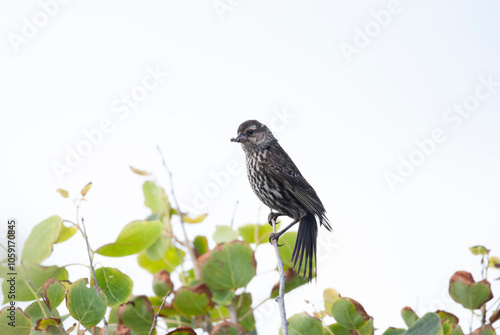 Female Redwing Blackbird at the top of the tree