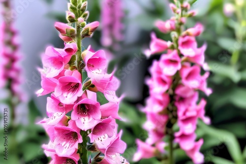 pink snapdragon tall spikes with soft pink flowers