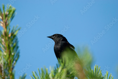 Male Redwing Blackbird at the top of the tree