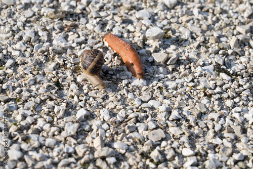 Umbria, Italy - September 24 2024: Helix pomatia (also Roman, Burgundy snail or escargot) and Lusitanian Slug (also Spanish, Iberian or killer slug, Arion vulgaris) side by side on gravel ground.