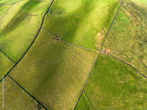 Campos açorianos vistos de cima. Prados separados por muros de pedra vulcânica formando uma quadrícula. Vacas leiteiras na pastagem. 