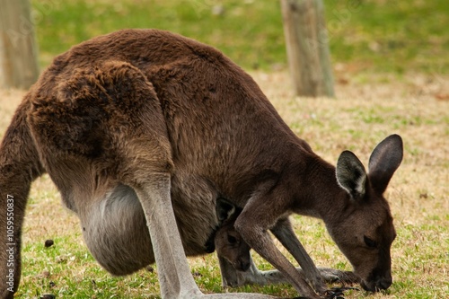 kangaroo and baby joey