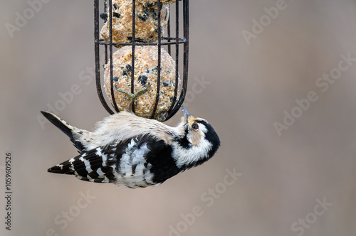 A woodpecker clings upside-down to a suet cage filled with food, displaying its unique markings while foraging in a winter garden environment