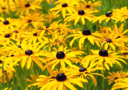 Many yellow black-eyed susan (Rudbeckia) flowers in the garden in summer.