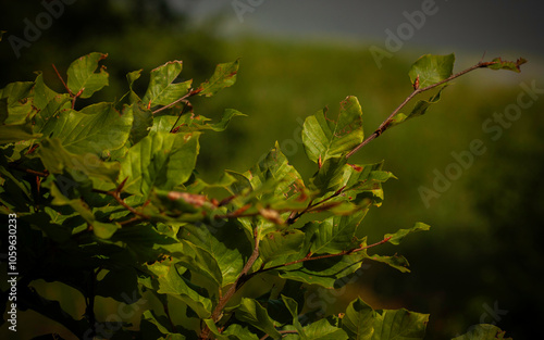 liście zielone krzew natura rośliny drzewa