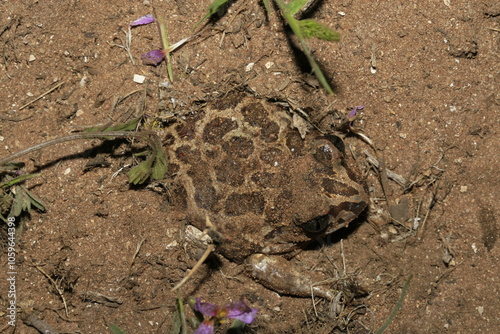 crapaud pelobates brun