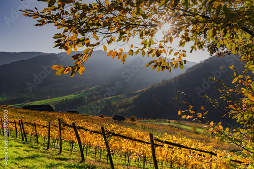 Autumn landscape in the Wachau Spitzer Graben - Spitz an der Donau Austria