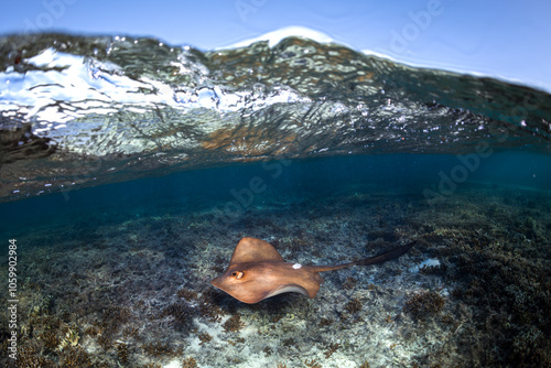 A stingray glides gracefully over the coral-covered seabed of Heron Island, captured in a unique split-shot above and below the water.