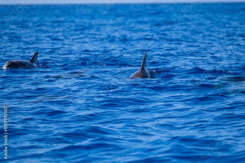 Playful Dolphins with Detailed Dorsal Fins in Ocean Waters