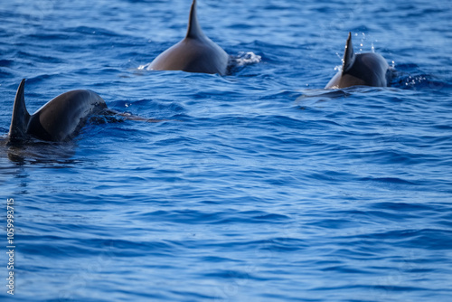 Playful Dolphins with Detailed Dorsal Fins in Ocean Waters