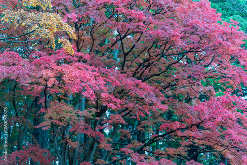 香雪園の紅葉