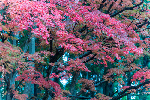 香雪園の紅葉