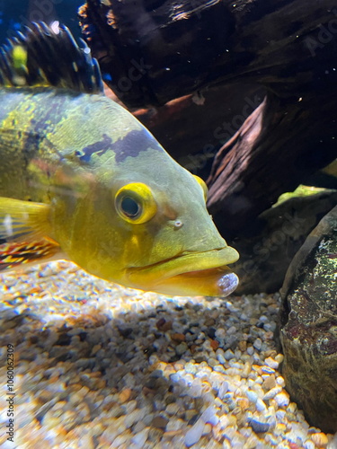 変わった色のお魚