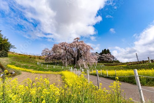 三春滝桜