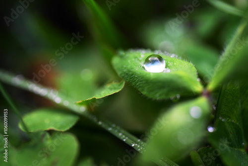 雨に濡れた葉