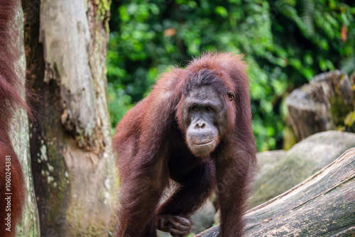 Orangutan (Pongo Pygmaeus) with cheeky, cunning look on its face. It is the only Asian Great Ape, native to Sumatra and Borneo.