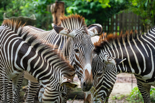 Grevy's Zebra (Equus Grevyi, Imperial Zebra) is named after Jules Grévy, found in Kenya and Ethiopia. It is the most endangered Zebra species.