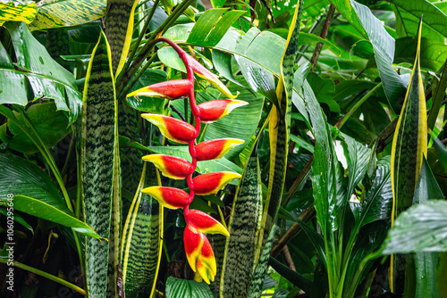 Heliconia (Heliconia rostrata), or hanging claw flower, is a false bird of paradise with bright red flowers and beautiful yellow tips. This photograph was taken in Myanmar during the rainy season.