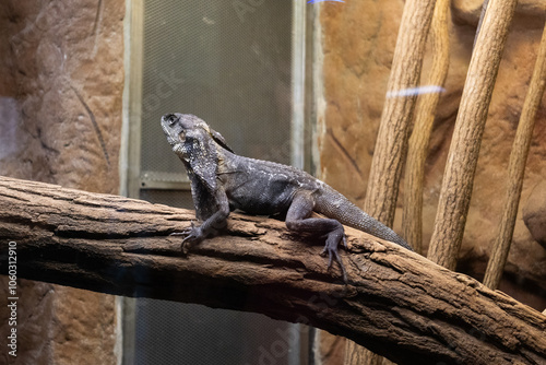 jaszczurka, zoo, zwierzęta, gad, dzika natura, ogród zoologiczny,