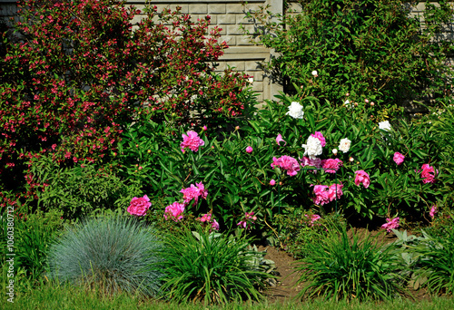 kwitnąca krzewuszka i piwonie w ogrodzie, czerwone kwiaty krzewuszki cudownej i różowe piwonie na rabacie, Weigela florida, Paeonia, Weigela and peonies in the garden 