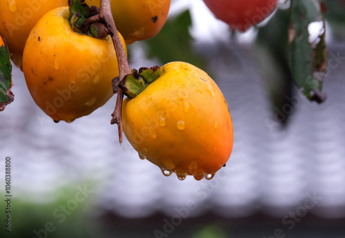 秋のイメージ雨に濡れた柿の実