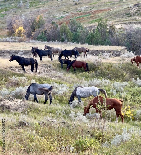 A herd of wiild horses grazing in Theodore Roosevelt National Park