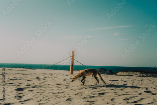 Chudy lis na plaży przy morzu