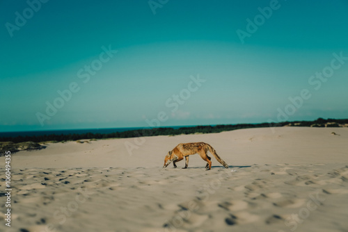 Chudy lis na plaży przy morzu