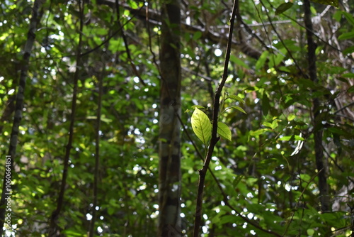 Leaf on a branch catching sunlight