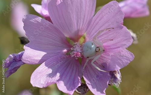 Misumène Variable, Goldenrod Crab Spider, femelle (Misumena vatia ) à l'affût dans une mauve musquée (Malva moschata).