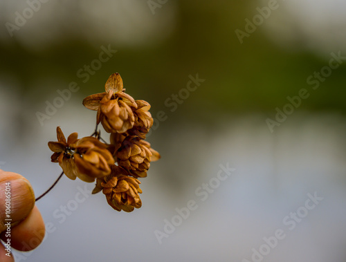 Herbstliche wilde Hopfendolden