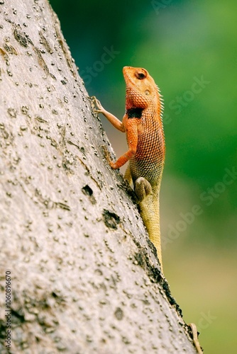 red headed agama lizard